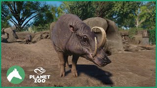 Babirusa Habitat  Elm Hill City Zoo  Planet Zoo [upl. by Ahsinehs]