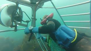 Shark Cage In Tasmania Diving for Abalone  Leigh Duff [upl. by Rockwood]