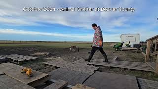 October 2024 daily life vlog  2024 10월 동물 보호소 일상 동물 동물보호소 캐나다 일상 vlog october animalshelter [upl. by Acinat]