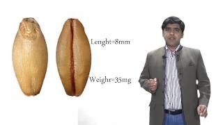 Wheat Grainkernel componentproteinGluteninGliadinGluten and seed Refraction [upl. by Sparrow]