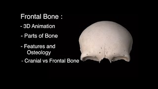 Frontal Bone anatomy 3D Frontal bone of skull anatomy notes parts features and osteology [upl. by Reeher463]