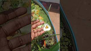 sagittariawaterplant flower gardening trending viral shorts [upl. by Noillimaxam]