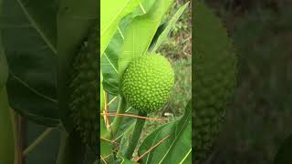 Breadfruit Tree update  June 21st 2024 in Jensen Beach  Port St Lucie FL USA Zone 10B [upl. by Ahslek]