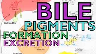 BILE PIGMENTS  BILIRUBIN VS BILIVERDIN  FORMATION AND EXCRETION [upl. by Esme]