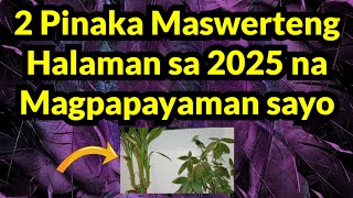 MALAPIT KA NA MAKAHAWAK MILYON NA PERA SA 2025 KAPAG MAY 2 Pinaka Maswerteng Halaman ka sa Bahay💵 [upl. by Barabbas]