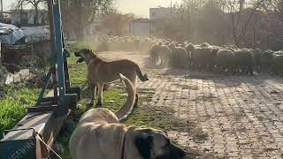 Koyunlar köpekler Köy Hayatı Kıraliçenin Dönemi Geliyor Aslan Hiç Birşeyden Korkmuyor [upl. by Bernstein626]