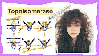 topoisomerase [upl. by Constantina]