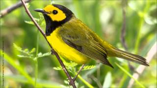 Hooded Warbler Song [upl. by Floeter380]