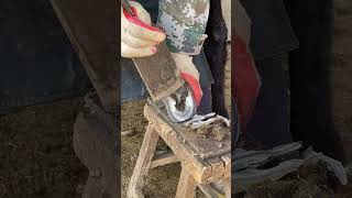 The donkeys hoof is too thick Master helping donkeys to repair their hooves丨ASMR [upl. by Akli]