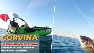 BELLY BOAT SPEARFISHING GREAT CORVINA WITH PATHOS SNIPER ROLLER [upl. by Luke328]