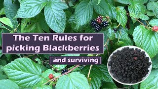 The Ten Rules for picking Blackberries and Surviving [upl. by Gnort270]