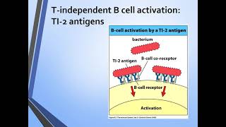 B cell activation  Immunology [upl. by Meilen]