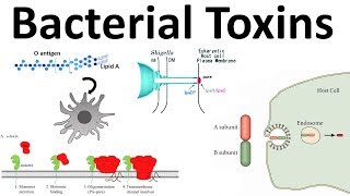 bacterial toxins Endotoxin and Exotoxins [upl. by Carson]