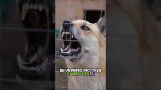 ¿Cómo detectar la rabia en perros rabia mascotas perros [upl. by Lalad]