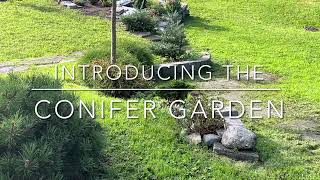 Introducing the conifer garden [upl. by Laehcar]