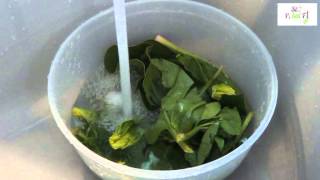 Καθάρισμα και πλύσιμο σπανακιού  How to clean spinach  StoPikaiFigr [upl. by Deehahs]