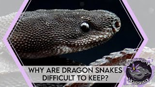 Why Are Dragon Snakes Difficult to Keep  Creatures of Nightshade [upl. by Aleira]