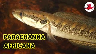 PARACHANA AFRICANA SNAKEHEAD BENUA HITAM [upl. by Etnwahs]