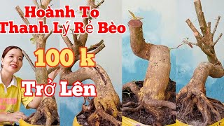 Mến 0373253427 GL Hoành To Thanh Lý Rẻ Bèongày235 Mến mai vàng chợ Gạo [upl. by Akeyla]