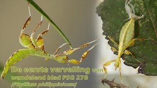 De eerste vervelling van wandelend blad PSG 278 Phyllium philippinicum  timelapse 16x [upl. by Talbott344]