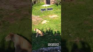 Pairi Daiza  11 oct 2024 [upl. by Rame]