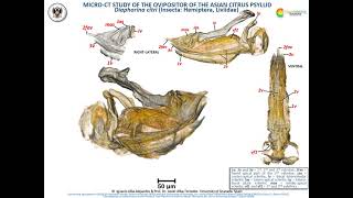 Detailed microCT study of the Asian Citrus Psyllid Diaphorina citri ovipositor [upl. by Eelessej77]