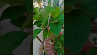 Plumeria tree update very healthy growing fast perfect NPK [upl. by Nirol]