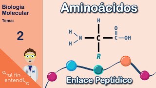 ¿Qué son y cómo se unen los aminoácidos Al fin entendí Biología Molecular [upl. by Aynom522]