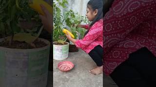 Process of How to Store Brinjal Seeds 🍆🍆 shorts garden vegetables gardening [upl. by Kuhlman]