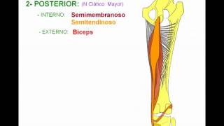 MIOLOGIA DE MIEMBRO INFERIOR 6 [upl. by Iphagenia]