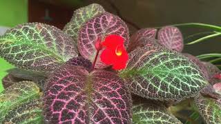 Episcia cupreata 🥰 GreenWorldLD green flowers houseplants plants [upl. by Elbon]