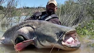 Spain Wels Catfish Highlights  2024 [upl. by Willis]