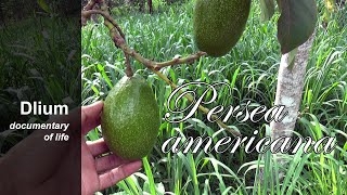 Avocado Persea americana [upl. by Acassej]