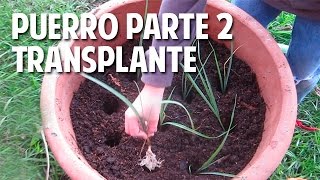 Cómo cultivar Puerros en maceta  Parte 2 Transplante Riego y cuidados cosasdeljardin [upl. by Chalmers]