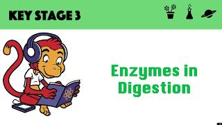 Enzymes in digestion [upl. by Kutzenco978]