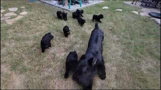 Giant Schnauzer Puppies [upl. by Doloritas]