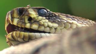 Floridas Venomous Snakes 0710  Dead Rattlesnake [upl. by Jobi]