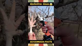 Sharpest Electric Cutter Fact  kannada facts karnataka amazing youtubeshorts trendingshorts [upl. by Enomis237]