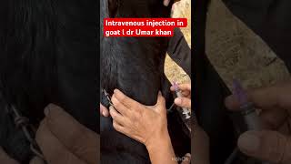 Intravenous injection in jugular vein l dr Umar khan [upl. by Tiduj]