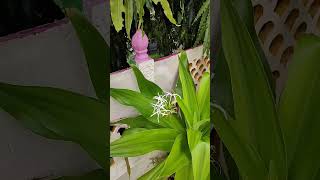 Sudarshan Plant Flowering  Crinum Latifolium shorts floweringplants terracegarden [upl. by Judie]