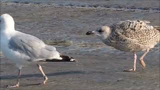 2023 fin septembre nourrissage dun jeune goéland sur la plage dOnival European Herring Gull [upl. by Nigam68]