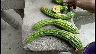 Aging harvest AMPALAYABITTER GOURD [upl. by Caasi385]