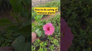 Day 2365 How to do caring of hibiscus plants nursery plant [upl. by Westney]