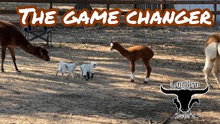 How To Keep Alpaca Healthy the game changer [upl. by Itram94]