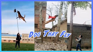 Belgian Malinois  Dog That Fly  Amazing Jump [upl. by Pennie481]