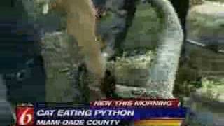 Python eats cat [upl. by Nacim]