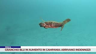 PESCA GRANCHIO BLU IN AUMENTO IN CAMPANIA ARRIVANO INDENNIZZI [upl. by Jeuz]