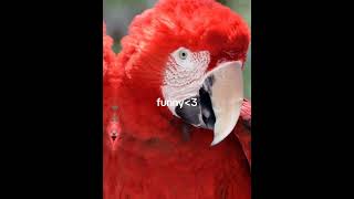 macaw parrotviral shortscapcut editbird [upl. by Previdi]