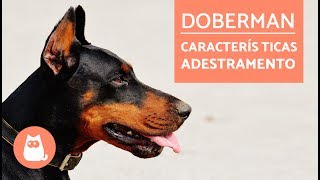 DOBERMAN  Características e adestramento [upl. by Reifel]