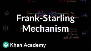 FrankStarling mechanism  Circulatory system physiology  NCLEXRN  Khan Academy [upl. by Naryb]